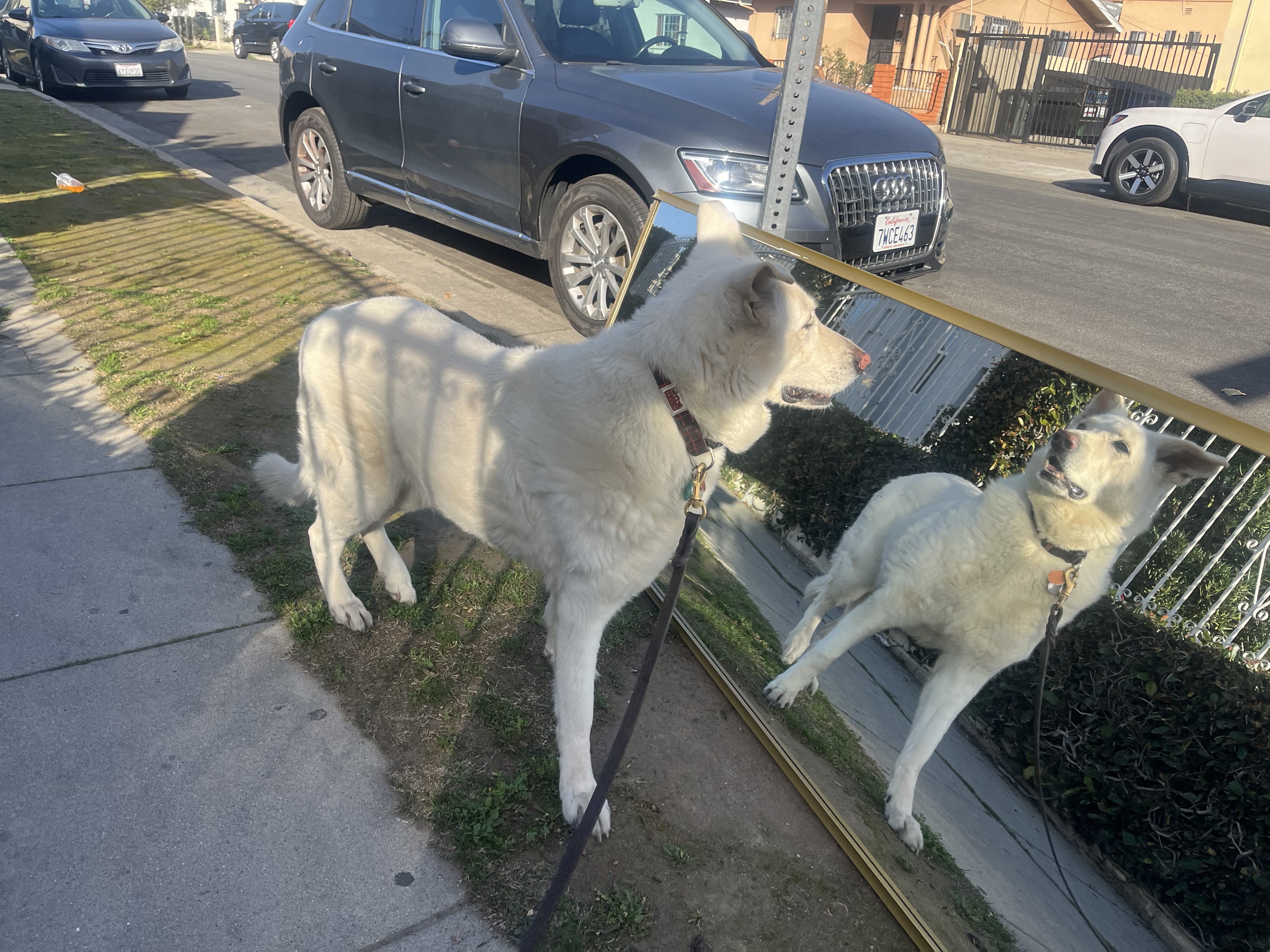 A large white dog stares suspiciousy into a mirror abandoned on the sidewalk