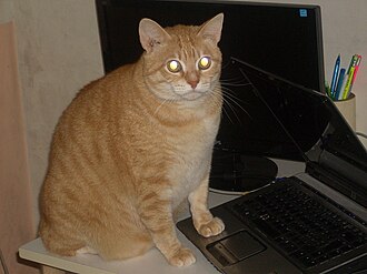 An orange cat at his computer